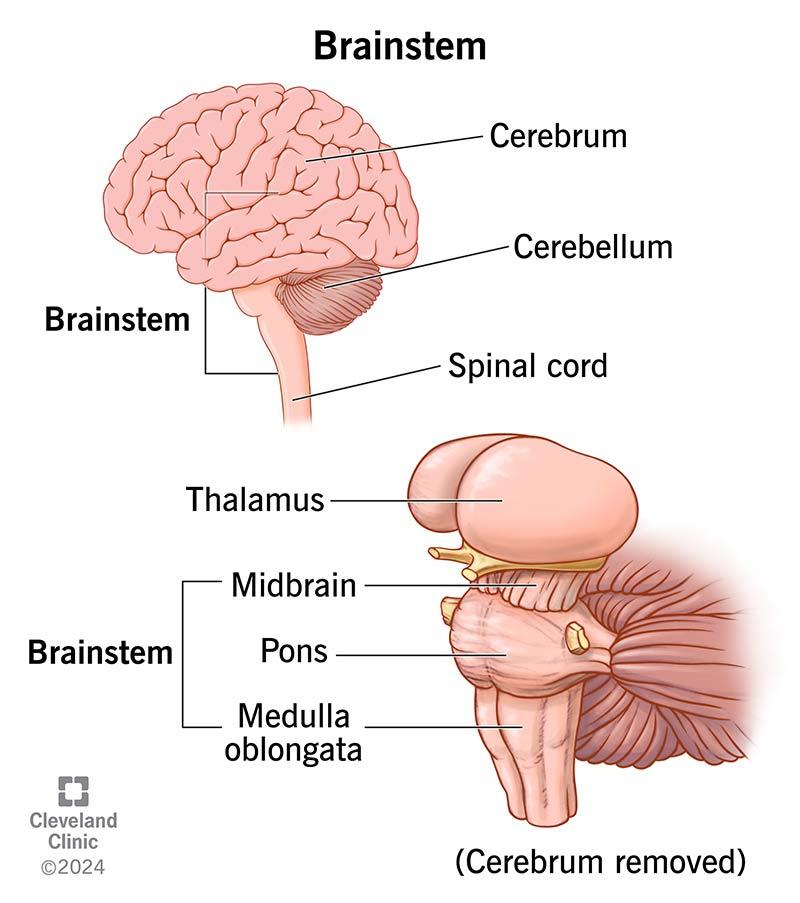 Brainstem Anatomy