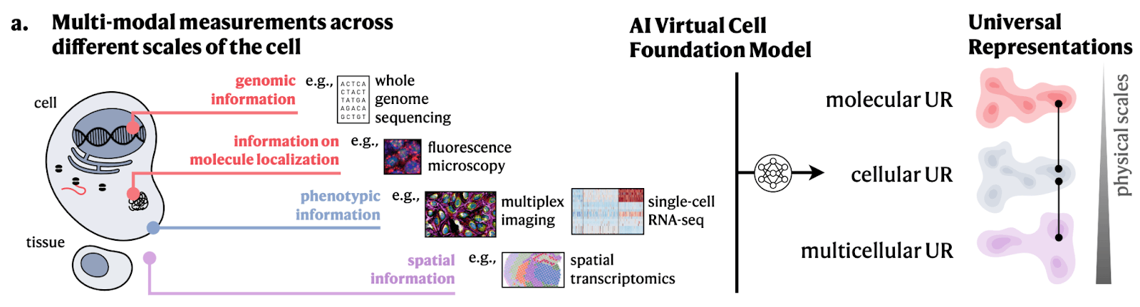 The AI Virtual Cell provides a Universal Representation of a cell state that can be obtained across species and conditions, and generated from different data modalities across scales (molecular, cellular, multicellular).