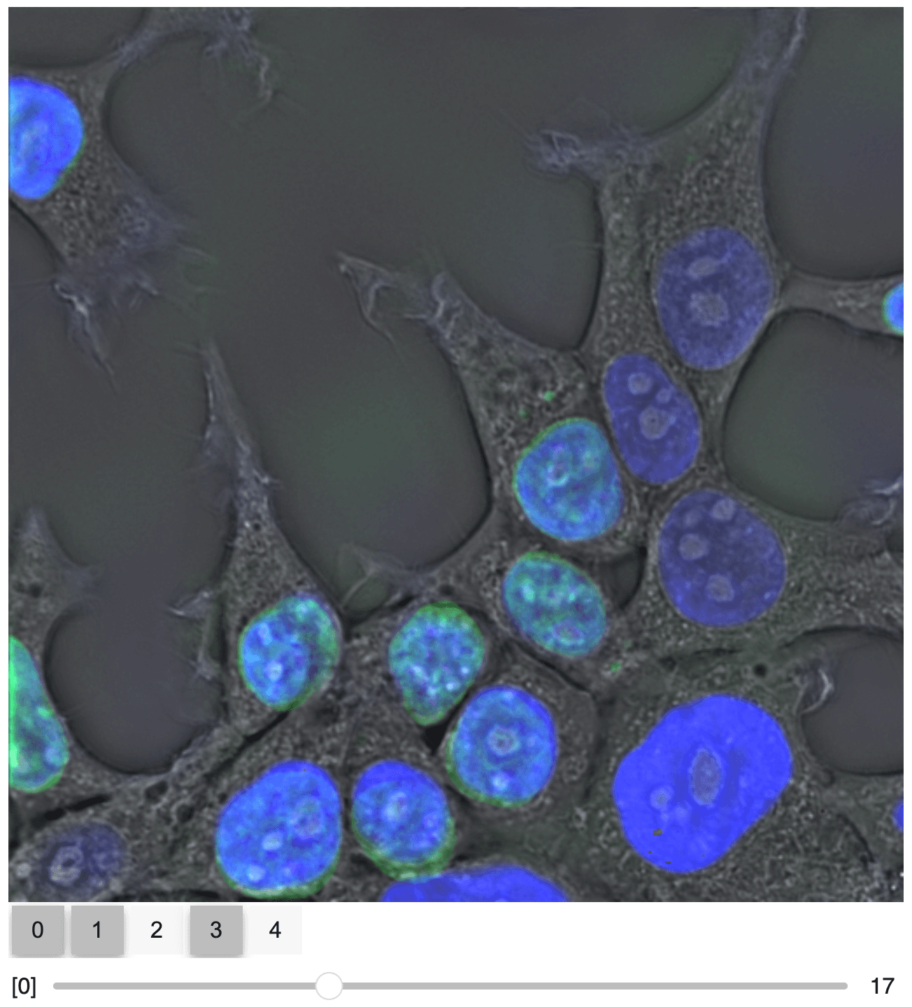 Sample from interactive visualization of Virtual Staining of HEK293T Cells with VSCyto3D