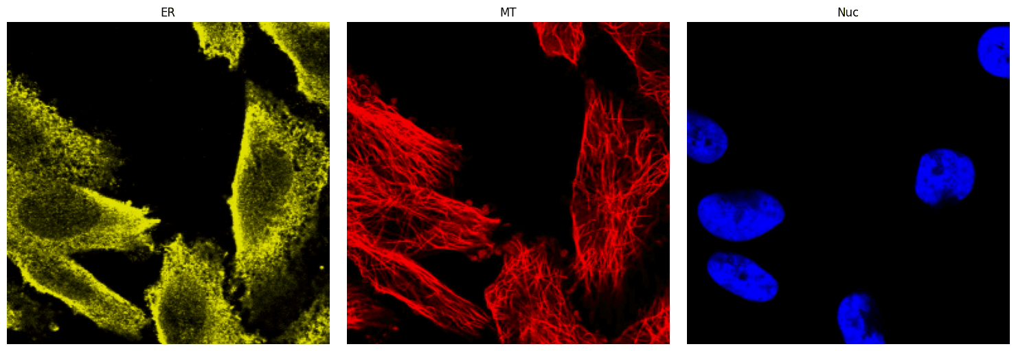 Reference images of ER, Microtubules, and Nucleus