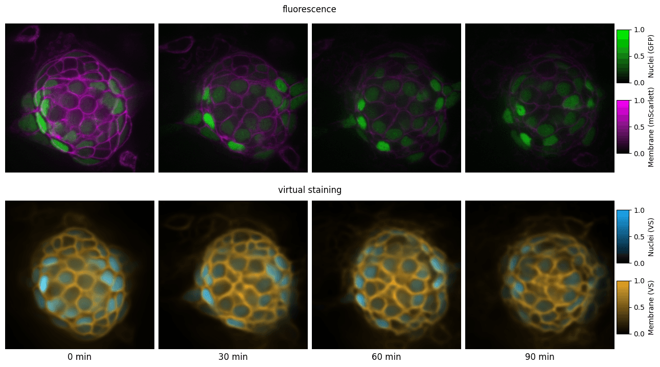 Visualization of Virtual Staining of Zebrafish Neuromasts with VSNeuromast