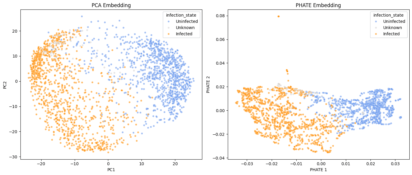 PCA and PHATE embeddings of DynaCLR model outputs