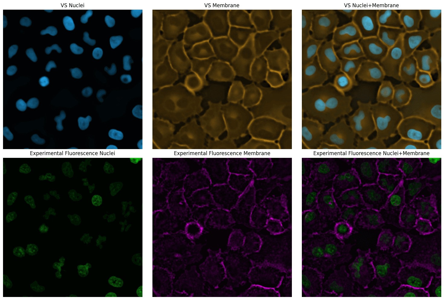 Virtual staining and experimental fluorescence images