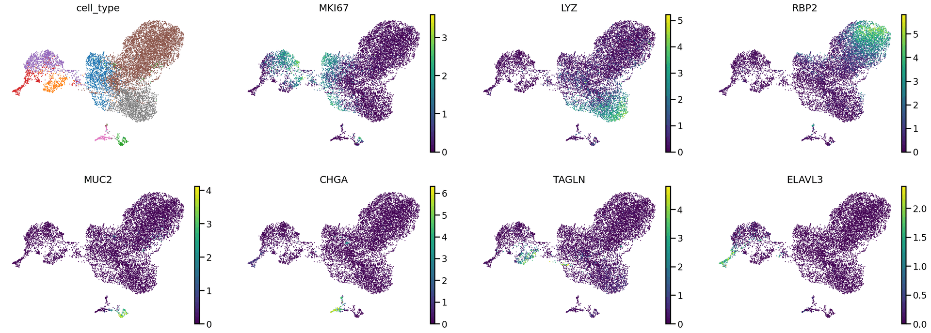 Major cell types and markers