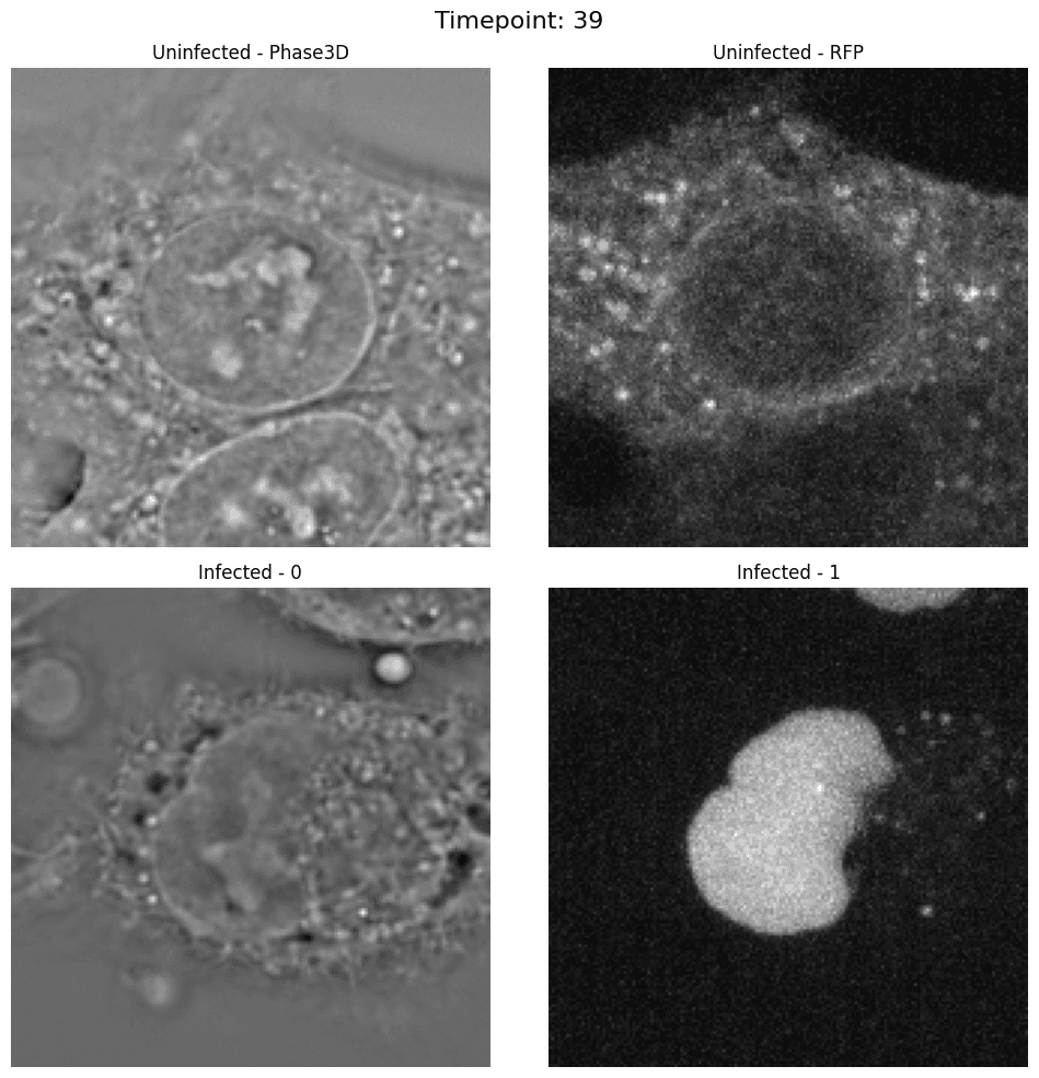 Infected Cell Over Time, Step 39